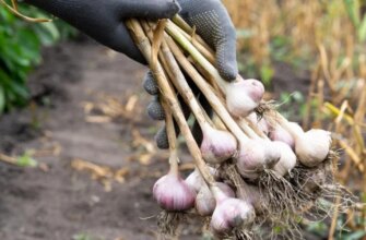 Урожай під загрозою: як одна помилка після викопування часнику може зіпсувати все зберігання