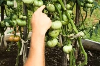 Шокуючий результат: як отримати 25 помідорів з одного куща простими діями