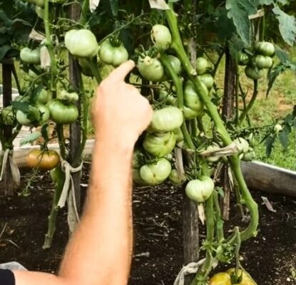 Шокуючий результат: як отримати 25 помідорів з одного куща простими діями