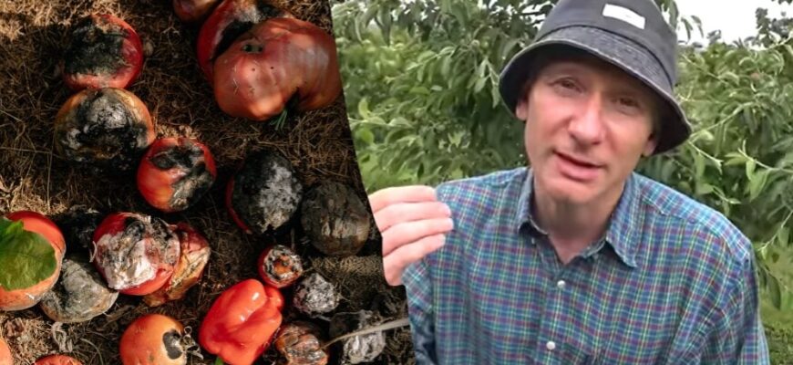 Вершинна гниль нищить помідори: як врятувати врожай у спеку