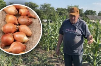Секрет ідеального врожаю: коли саме копати цибулю, щоб вона долежала до весни?