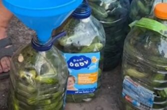 Огірки в бутлях без стерилізації: ідеальна заготовка без зайвих клопотів