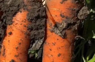 Гірка чи солодка? Чому ваш врожай моркви під загрозою і як усе виправити просто зараз