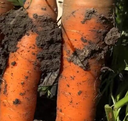 Гірка чи солодка? Чому ваш врожай моркви під загрозою і як усе виправити просто зараз