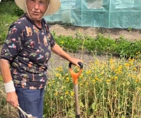 70-річна блогерка зі Львівщини розповіла, чому часник виростає дрібним і як цього уникнути
