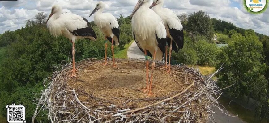 У гнізді Одарки та Грицика сталася історична подія: усі пташенята злетіли (фото, відео)