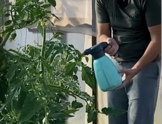 Секрет великого врожаю: чим обприскати помідори під час цвітіння