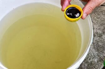 Секрет великого врожаю: чим підживити часник перед збором