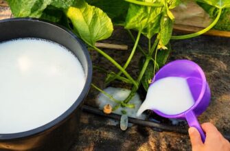 Секрет липня: всього літр молока під кущ — і огірки завалять урожаєм