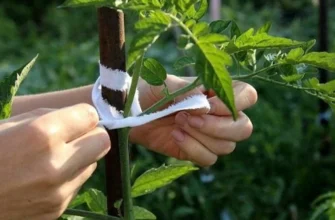 Помідори гниють? Як правильно підв’язати кущі та врятувати врожай