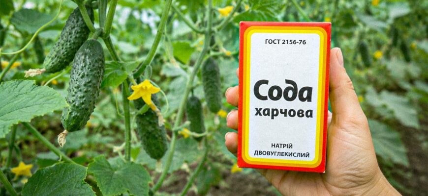 Чи допоможе сода врятувати огірки від хвороб у серпні? Чи допоможе сода врятувати огірки від хвороб у серпні?