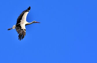 Сотні лелек зібралися в селі Київщини: подивіться, як птахи готуються до міграції