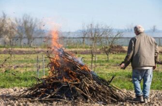 Спалювання гілок та листя на подвір’ї: що дозволяє закон і які штрафи загрожують порушникам