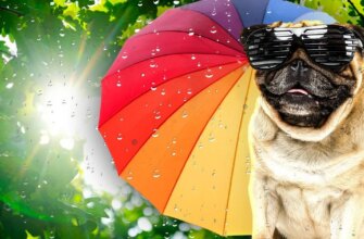 Спека до +33°C: синоптики розповіли про погоду в Україні 15 серпня