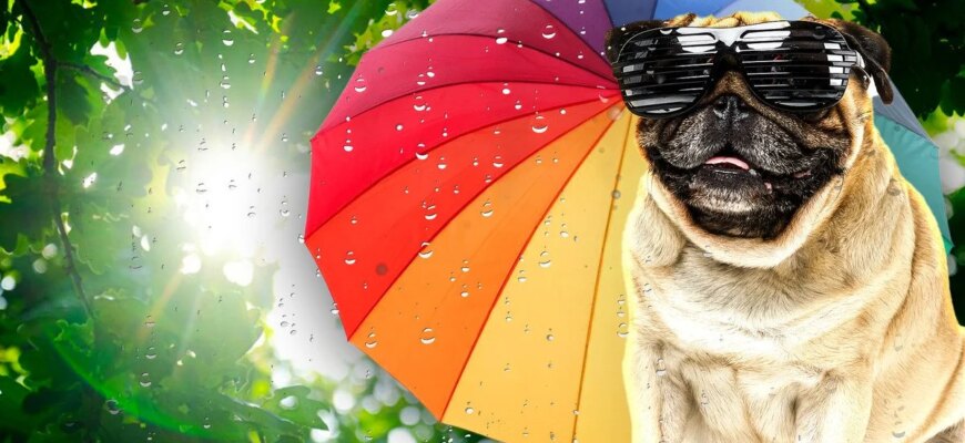 Спека до +33°C: синоптики розповіли про погоду в Україні 15 серпня