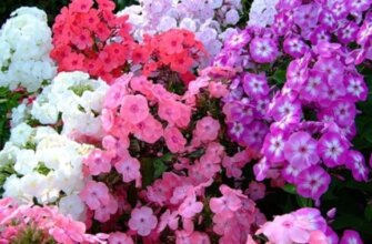 Догляд за флоксами у серпні допомагає продовжити їхнє цвітіння до настання холодів
