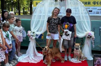 Собаче весілля на Житомирщині: під час благодійного ПЕТ М-Фесту в Малині «одружили» чотири пари тварин