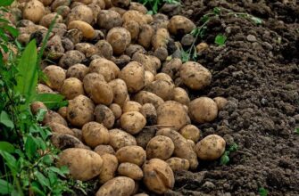 Після збору картоплі: які рослини найкраще оздоровлять ґрунт на вашій ділянці