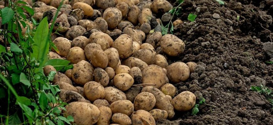 Після збору картоплі: які рослини найкраще оздоровлять ґрунт на вашій ділянці