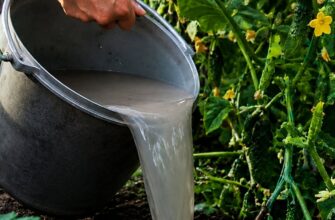 Як врятувати огірки на початку серпня за допомогою простого розчину