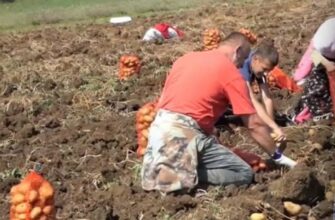 Чому картопля виростає дрібною і як врятувати майбутній врожай
