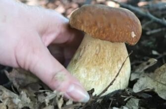 Як правильно збирати гриби: результати 29-річного дослідження нарешті ставлять крапку у суперечках