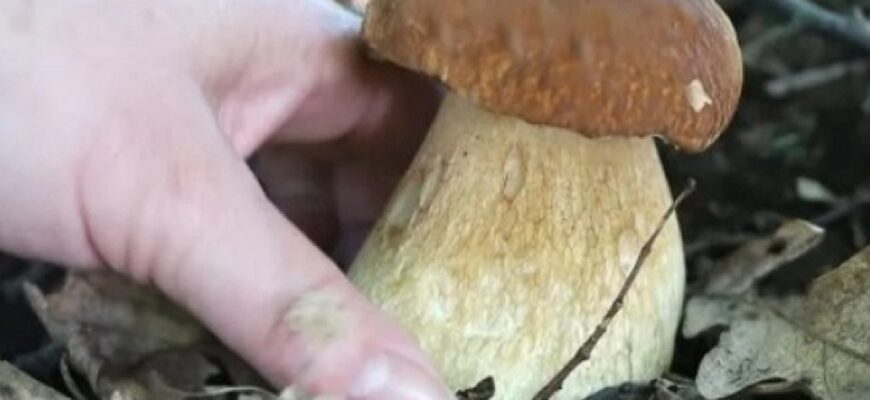 Як правильно збирати гриби: результати 29-річного дослідження нарешті ставлять крапку у суперечках