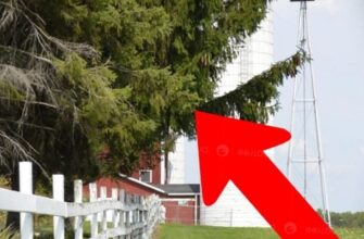 Чи можна спиляти гілки дерева сусіда над своїм городом: все вирішує один нюанс