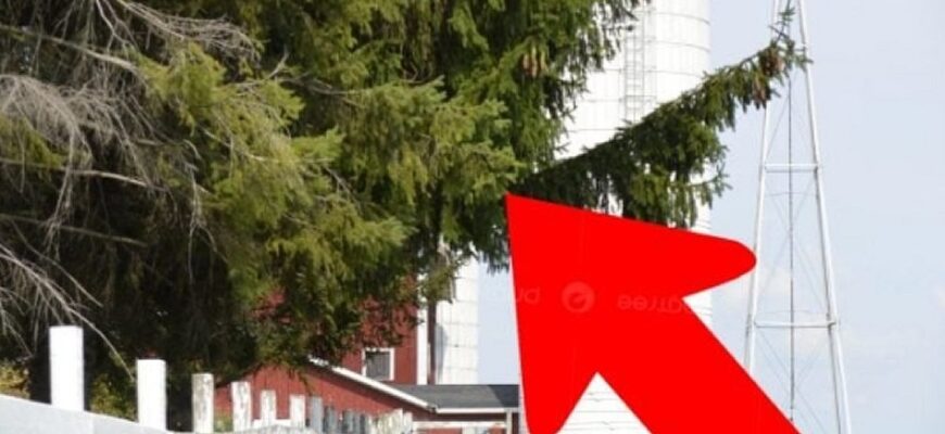 Чи можна спиляти гілки дерева сусіда над своїм городом: все вирішує один нюанс