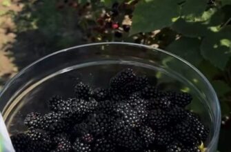 Садівники розповіли, чим підживити ожину в серпні для збору великих ягід