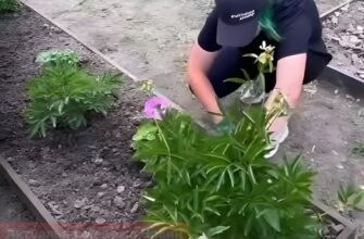 Півонії в серпні потребують пересадки: як правильно поділити кущі