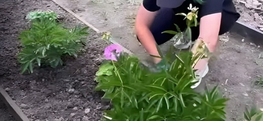 Півонії в серпні потребують пересадки: як правильно поділити кущі Півонії в серпні потребують пересадки: як правильно поділити кущі