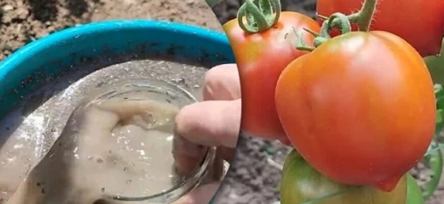 Чим підживити помідори у серпні, щоб плоди перестали тріскатися на кущах
