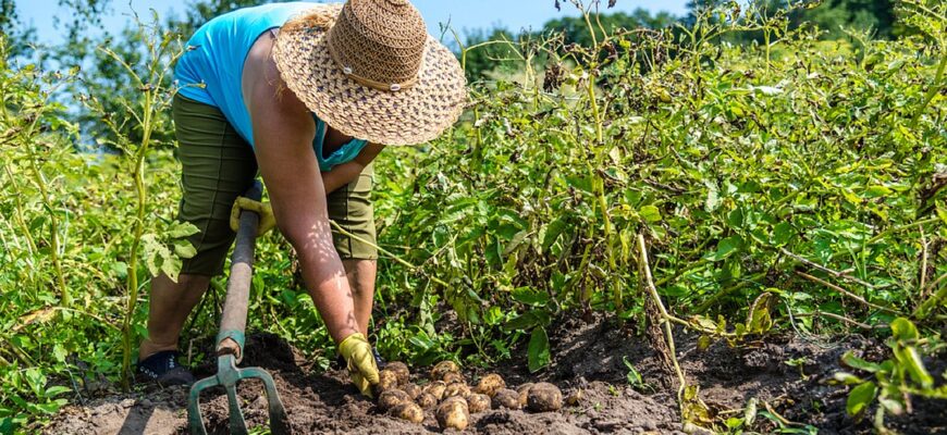 Картопля може подорожчати на 40% узимку: чи покриє врожай потреби українців