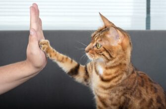 Смертельна небезпека для кота у вашому домі: які звичні речі можуть отруїти улюбленця