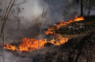 Надзвичайна пожежна небезпека на Київщині: що категорично заборонено робити в лісах