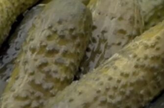 Який секретний інгредієнт допомагає отримати ідеально хрусткі квашені огірки