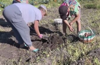 Як підготувати землю до наступного сезону: що посіяти на городі після збору картоплі