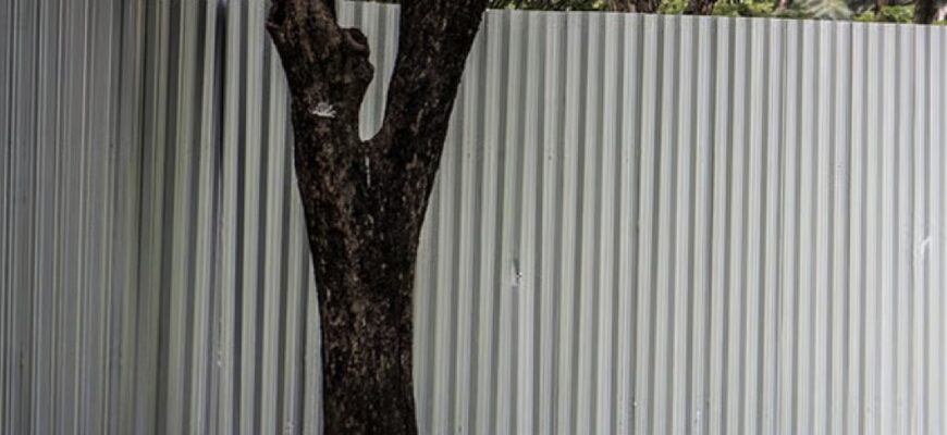 Дерева на межі: якою має бути відстань до паркану сусіда та як захистити свої права