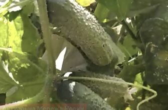Огірки плодоноситимуть ще кілька тижнів