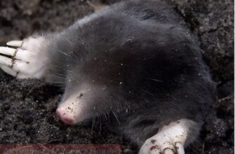 Кроти в саду — як розпізнати їхню появу та ефективно захистити ділянку