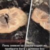 Пень зникне за кілька годин: як прибрати його з ділянки без дорогої техніки