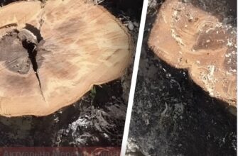 Пень зникне за кілька годин: як прибрати його з ділянки без дорогої техніки