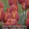 10–15 см у ґрунт: головні помилки під час осінньої посадки тюльпанів