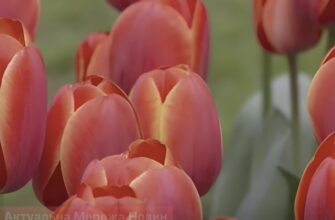 10–15 см у ґрунт: головні помилки під час осінньої посадки тюльпанів