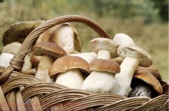 Погода в Україні восени 2026 року: кліматологи приголомшили прогнозом і впливом «супер Ель-Ніньйо»