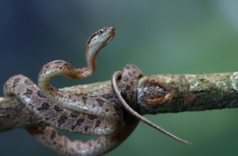 Змія уві сні може віщувати зміни: 10 неочевидних тлумачень