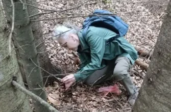 У Карпатах виявили рідкісний гриб, який не бачили в природі останні 12 років: фото