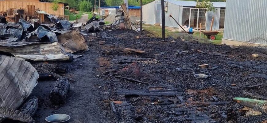 Вісім тварин загинули внаслідок масштабної пожежі у притулку Сіріус на Київщині