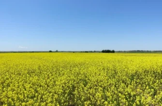 Які сидерати можуть зашкодити вашому городу через неправильну сівозміну